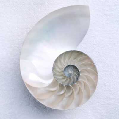 Sacred geometry in nature - the spiral of a nautilus shell